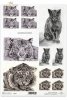 zwierzęta, kot, koty, tygrys, grafika, Klaudia Bezak, R147, painting, cat, cats, tiger, tigers, animals, artist, painter, Klaudia Bezak, pintura, un gato y un tigre, artista, pintor Klaudia Bezak , Malerei, eine Katze und ein Tiger, Künstler